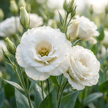 White Eustoma Seeds for Planting