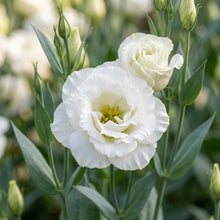 White Eustoma Seeds for Planting