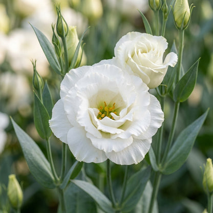White Eustoma Seeds for Planting
