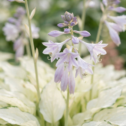 White Feather Hosta August Lily Flower Seeds - Hosta Flower Seeds for Garden