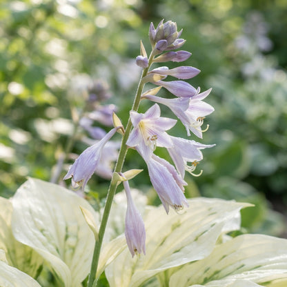 White Feather Hosta August Lily Flower Seeds - Hosta Flower Seeds for Garden