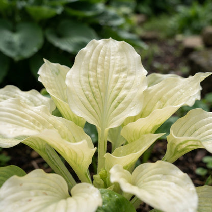 White Feather Hosta August Lily Flower Seeds - Hosta Flower Seeds for Garden