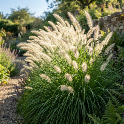 White Fountain Grass (Pennisetum villosum) Seeds for Planting