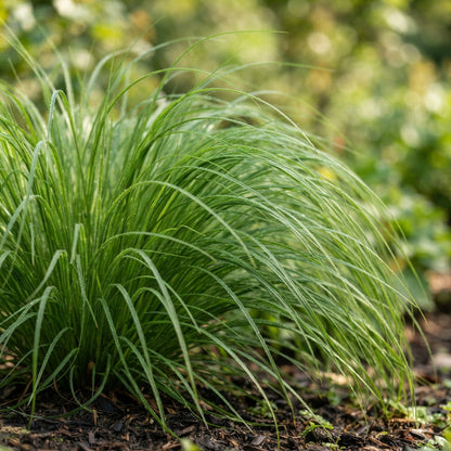 White Fountain Grass (Pennisetum villosum) Seeds for Planting