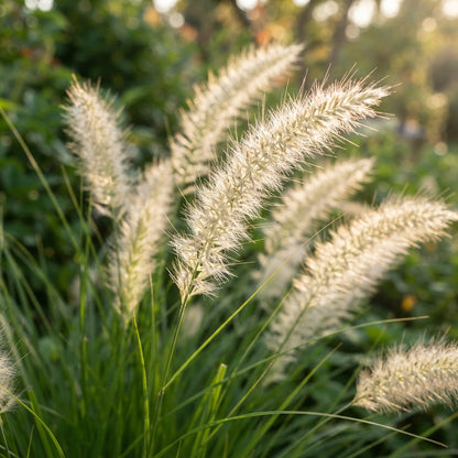 White Fountain Grass (Pennisetum villosum) Seeds for Planting