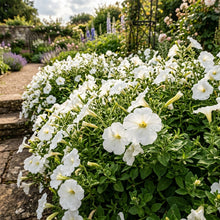 White Garden Petunia Flower Seeds For Planting