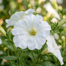 White Garden Petunia Flower Seeds For Planting