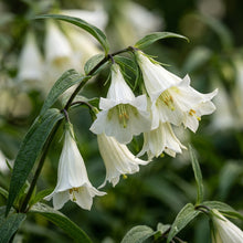 Gentiana Asclepiadea Alba Flower Seeds