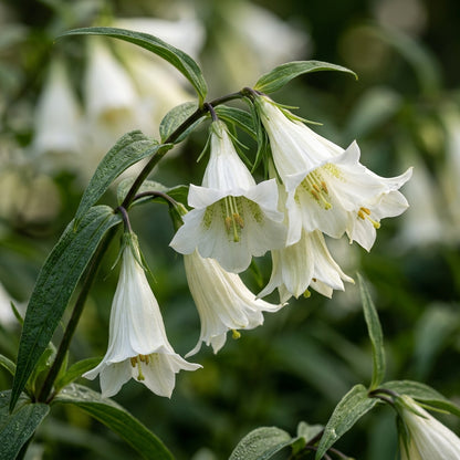 Gentiana Asclepiadea Alba Flower Seeds