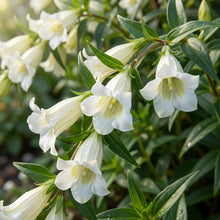 Gentiana Asclepiadea Alba Flower Seeds