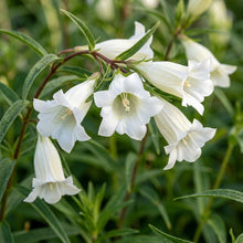 Gentiana Asclepiadea Alba Flower Seeds