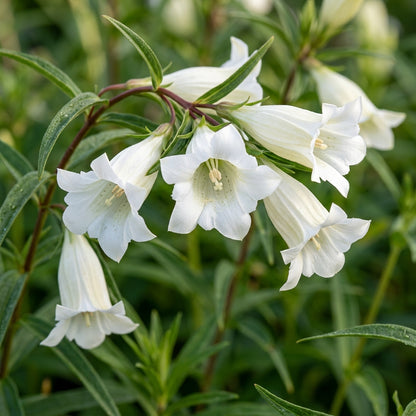 Gentiana Asclepiadea Alba Flower Seeds