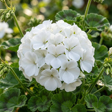 White Geranium Flower Seeds For Planting