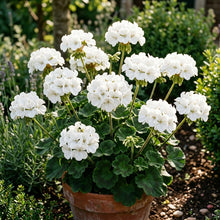 White Geranium Flower Seeds For Planting