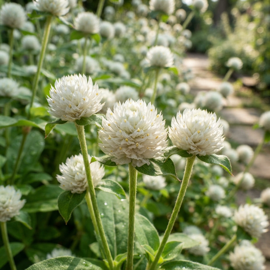 Gomphrena White Flower Seeds for Planting