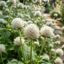 Gomphrena White Flower Seeds for Planting