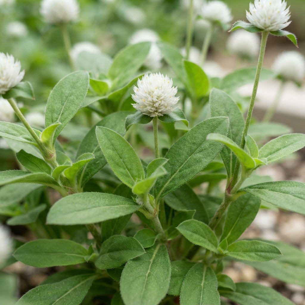 Gomphrena White Flower Seeds for Planting