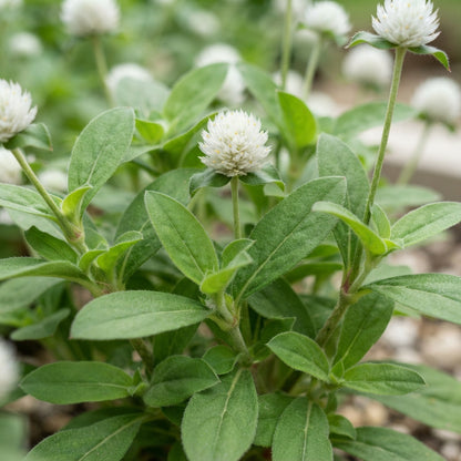 Gomphrena White Flower Seeds for Planting