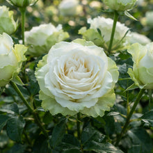 White Green Rose Flower Seeds - Rose Flower Seeds for Garden