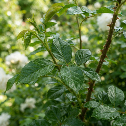 White Green Rose Flower Seeds - Rose Flower Seeds for Garden