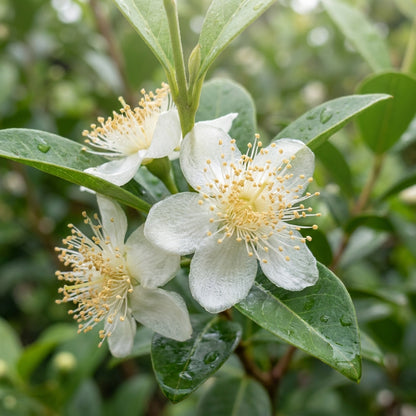White Seedless Guava Seeds for Planting