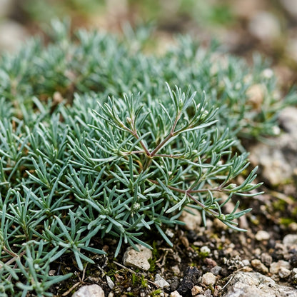 White Gypsophila repens Seeds for Planting