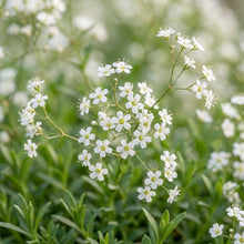 White Gypsophila repens Seeds for Planting