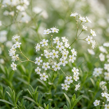 White Gypsophila repens Seeds for Planting