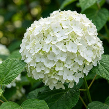 White Hydrangea Flower Seeds for Planting