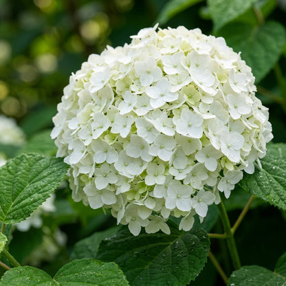 White Hydrangea Flower Seeds for Planting