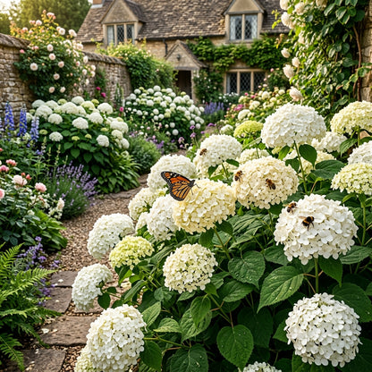 White Hydrangea Flower Seeds for Planting