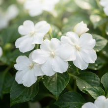 Impatiens Walleriana Baby Series White Flower Seeds for Planting