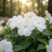 Impatiens Walleriana Baby Series White Flower Seeds for Planting