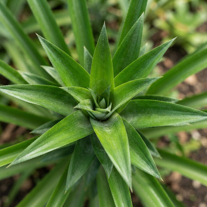 White Jade Pineapple Seeds for Planting