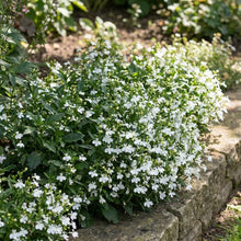White Lady Lobelia Seeds For Planting