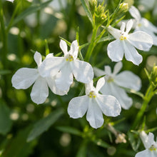 White Lady Lobelia Seeds For Planting