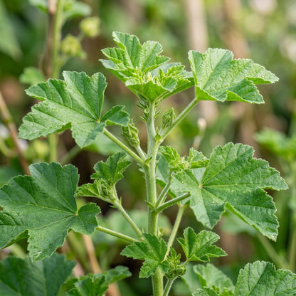 White Lavatera Flower Seeds – Elegant Mallow Blooms
