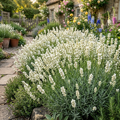 Pure White Lavender Seeds for Planting