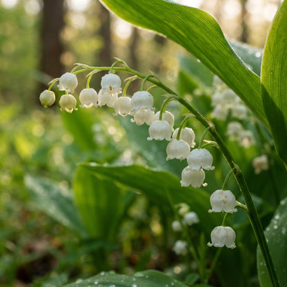 White Lily of the Valley Flower Seeds for Planting