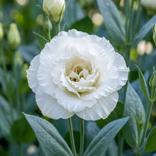 Lisianthus Rosita Two White Seeds For Planting