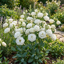 Lisianthus Rosita Two White Seeds For Planting