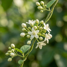 White Loroco Flower Seeds for Planting