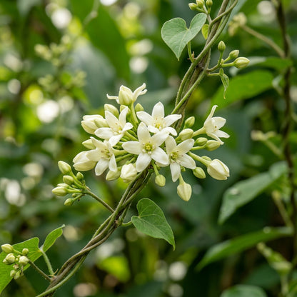 White Loroco Flower Seeds for Planting