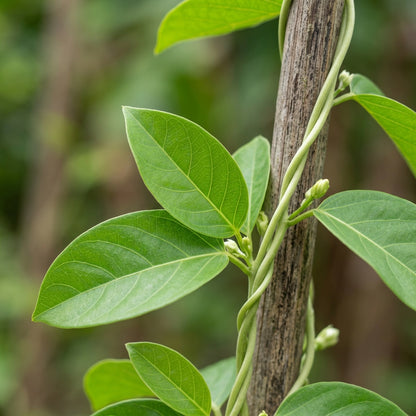 White Loroco Flower Seeds for Planting