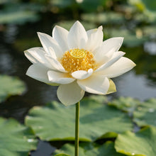 White Lotus Flower Seeds for Planting
