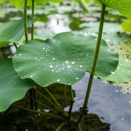 White Lotus Flower Seeds for Planting
