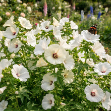 White Malope trifida Flower Seeds for Planting