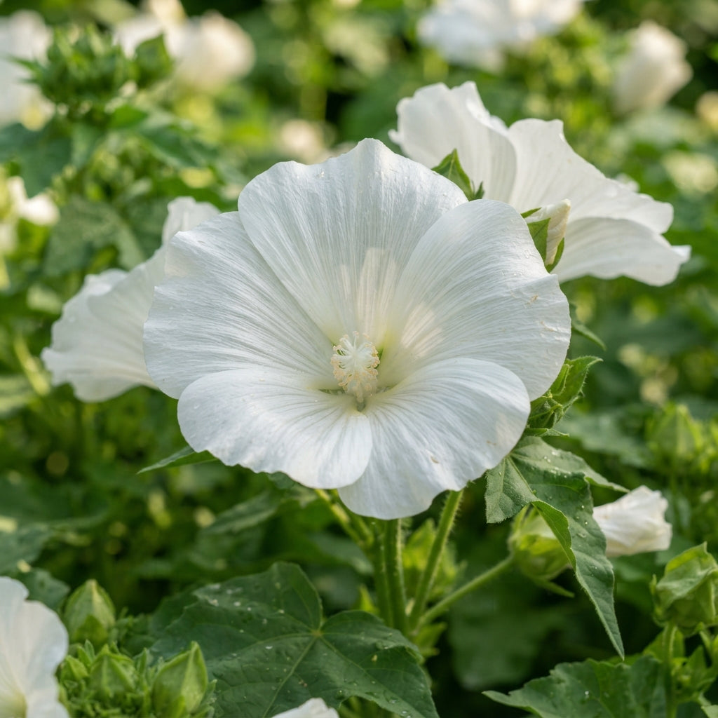 White Malope trifida Flower Seeds for Planting