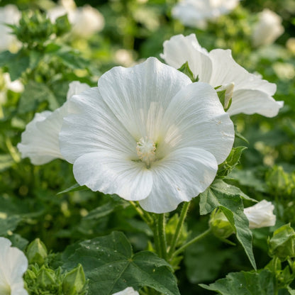 White Malope trifida Flower Seeds for Planting