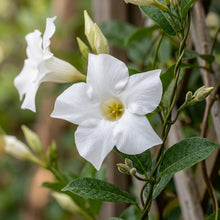White Mandevilla Vine Flower Seeds for Planting